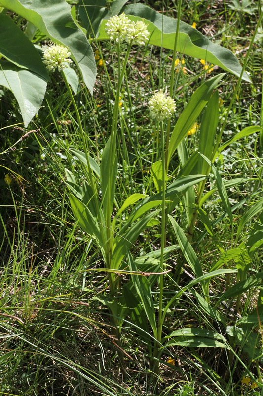 Allium victorialis / Aglio serpentino